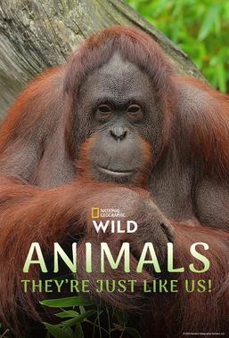 动物，它们和我们一样！第一季